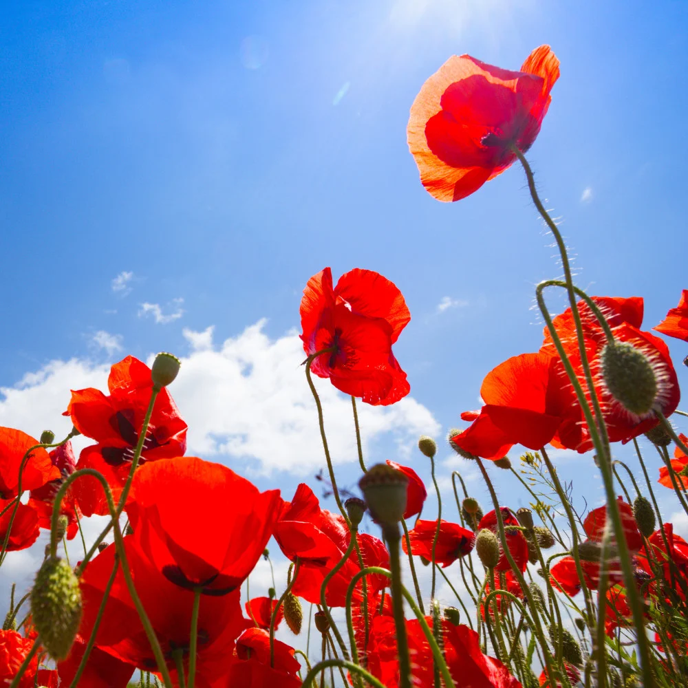 maki żuławy herbaty vegan tea